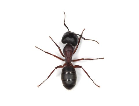 Fourmis charpentières gâte-bois MBM Extermination Gestion Parasitaire