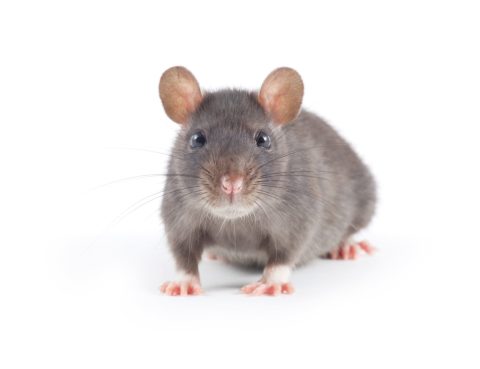 MBM Extermination Gestion Parasitaire souris grise
