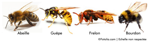 MBM Extermination Gestion Parasitaire type d'abeilles