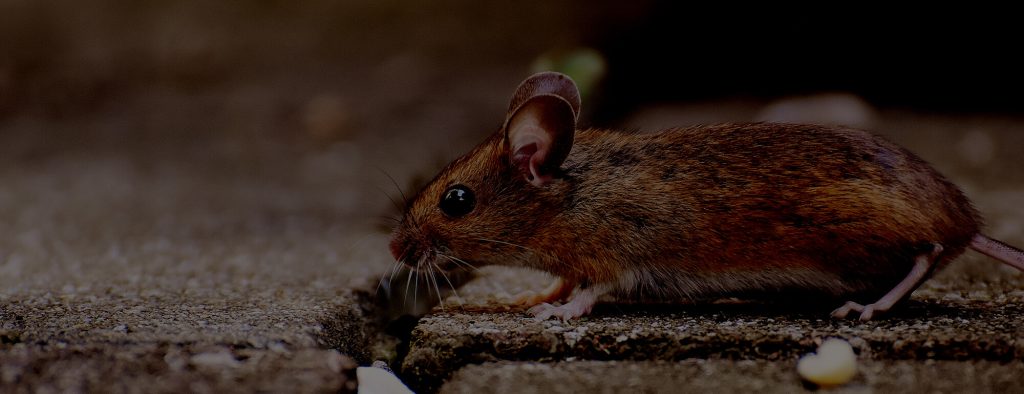 envahisseur vermine MBM Extermination Gestion Parasitaire