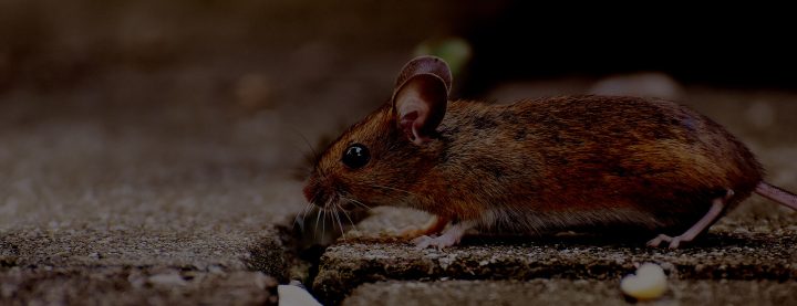 envahisseur vermine MBM Extermination Gestion Parasitaire