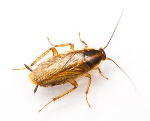 Blatte germanique MBM Extermination Gestion Parasitaire