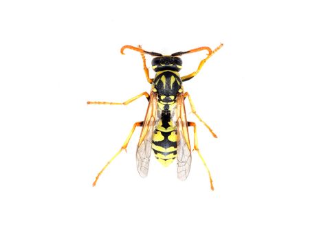 Guêpes Guêpe MBM Extermination Gestion Parasitaire
