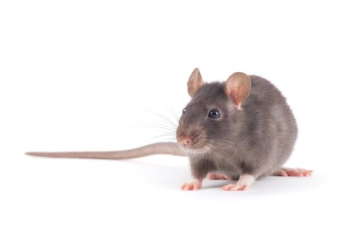 Rat MBM Extermination Gestion Parasitaire