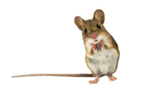 Souris MBM Extermination Gestion Parasitaire