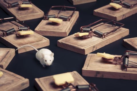 Souris rongeurs mbm extermination