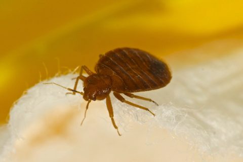 infestation-punaises-de-lit-mbm-extermination-gestion-parasitaire