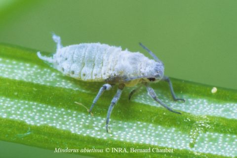 puceron-pousse-sapin-mindarus-abietinus-MBM-Gestion-Parasitaire-Extermination-Infestation
