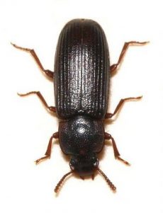 Tribolium de la farine