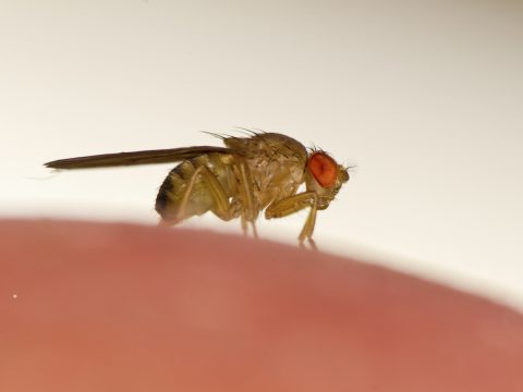 mouche-drosophile-fruit-vinaigre-mbm-extermination