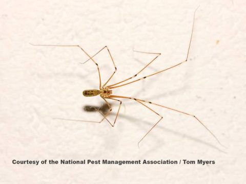 cellar-spider-cave-araignees-mbm