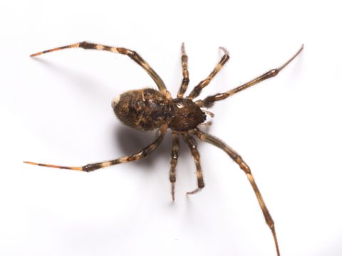 araignée-mbm-infestation-extermination