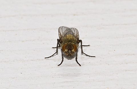 Mouche_Pollenie_MBM_extermination