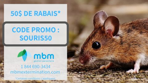 promo50-souris