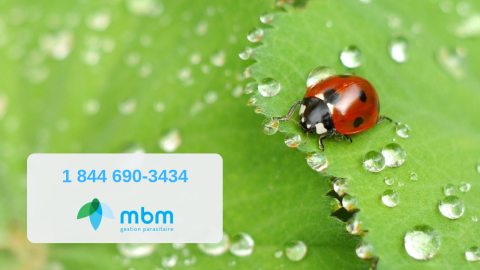 coccinelles-mbm