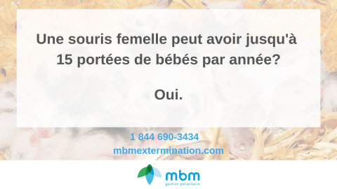 15 portées bébés souris