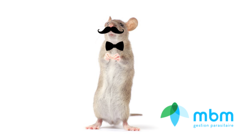 movember-souris-moustache