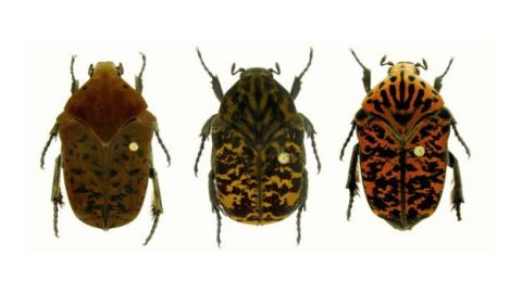 beetle-game-of-thrones