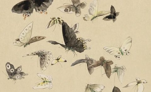 salon-insecte-2019-mbm
