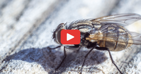 mouche-mbm-gestion-parasitaire-helene-bouchard