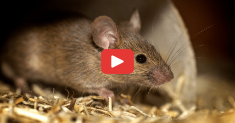 souris-mbm-gestion-parasitaire-helene-bouchard