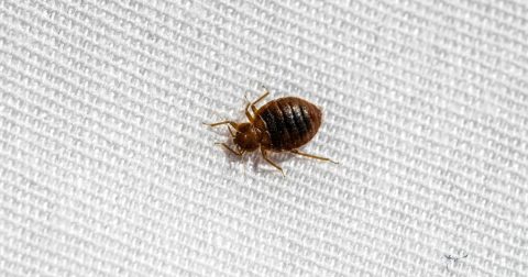 punaise-mbm-gestion-parasitaire-helene-bouchard